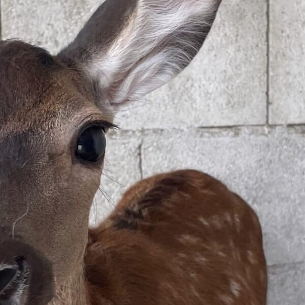 fac3 time Patricia Lint